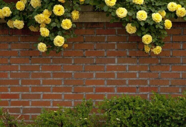 Cheap Privacy Fence Ideas Privacy Fence Rose Yellow