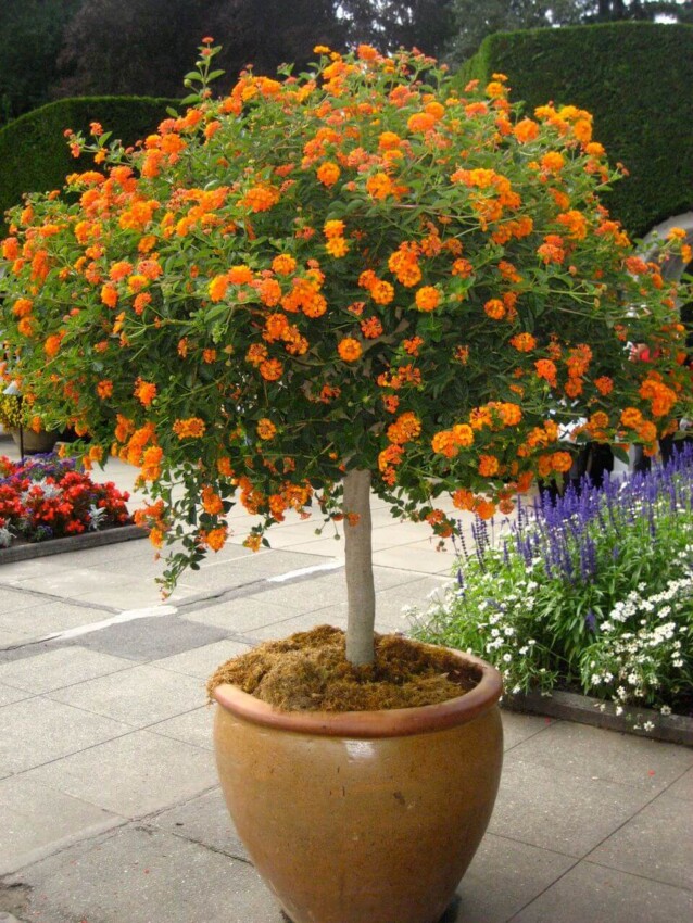 Backyard Flower Pot Ideas Pot for a Small ‘Tree’