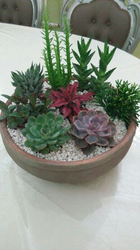 Succulent Garden Ideas Indoor Simple Pot