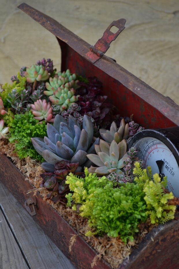 Succulent Garden Ideas Upcycled Ideas for Succulents